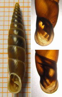 Tabella della Famiglia Clausilidae